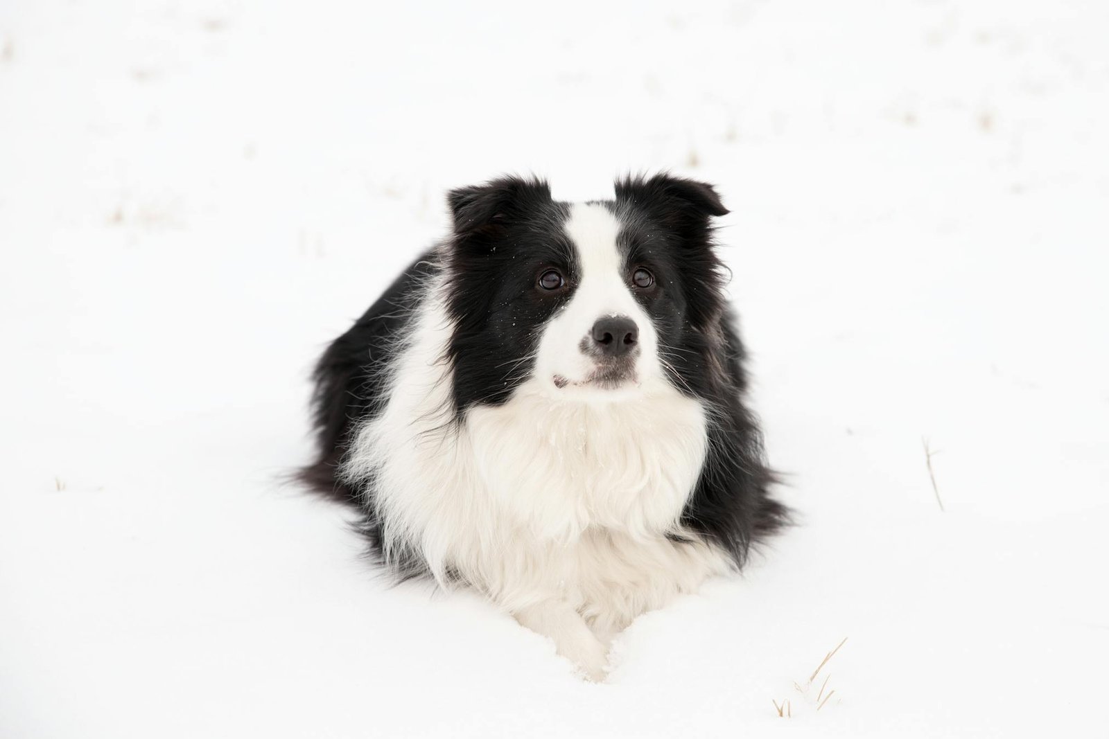 Border Collie amigável deitado em campo coberto de neve na Letônia, representando alegria e lealdade no inverno