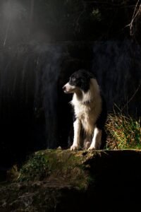 Border Collie sentado em pedra próximo a cachoeira iluminada pelo sol