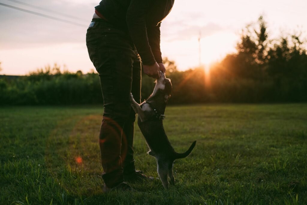 Homem brincando com filhote de cachorro ao pôr do sol no parque em Fairfax, VA, transmitindo alegria e calor do momento