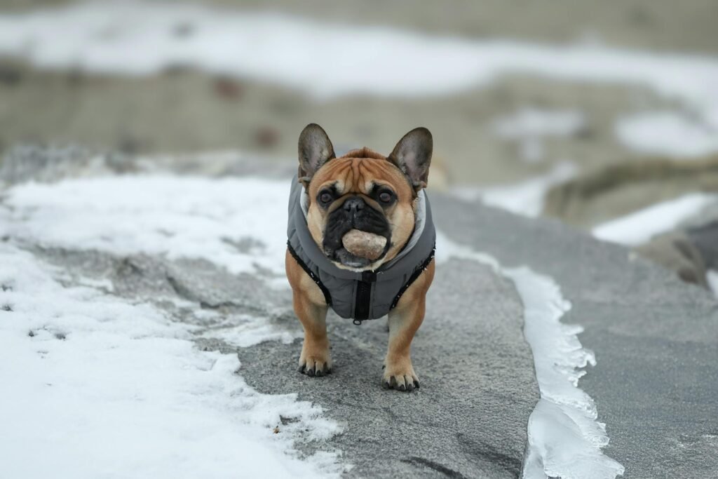 Bulldog francês adorável usando jaqueta em pedra com neve no Parque Cove Island, Stamford