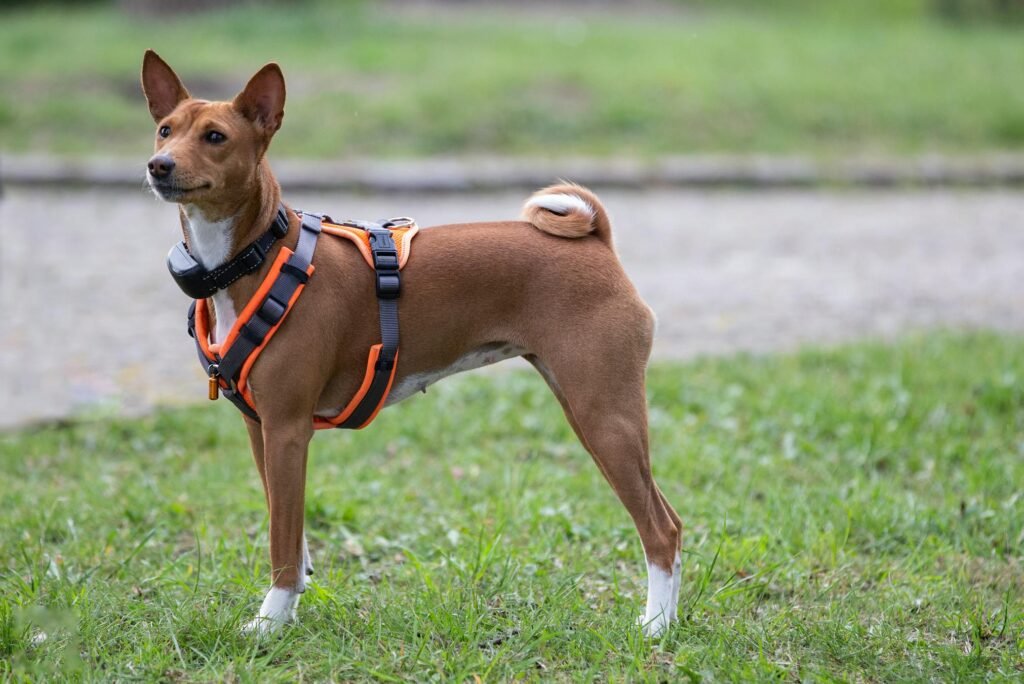Cachorro Basenji com coleira laranja em postura elegante na grama ao ar livre