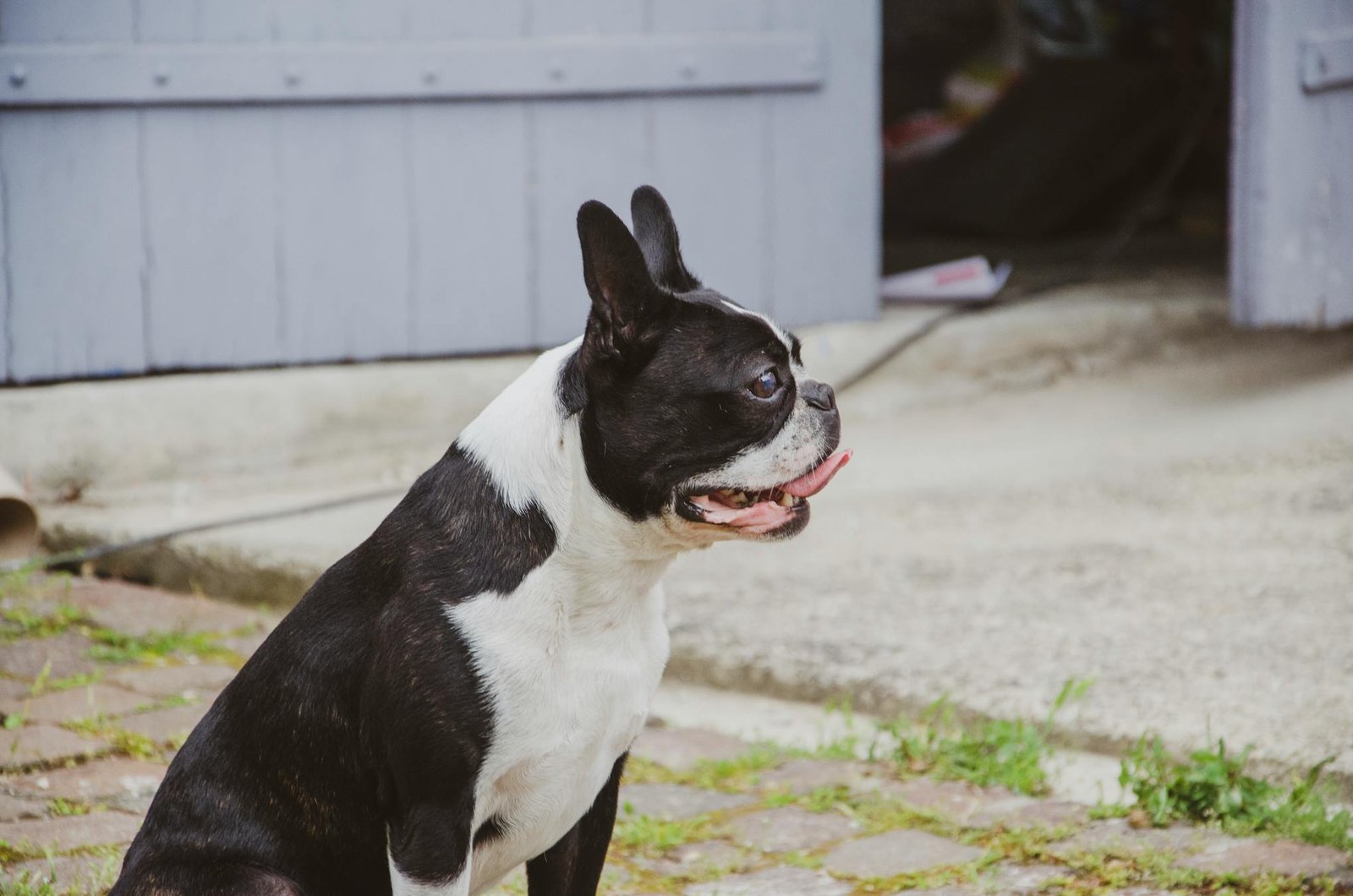 Cachorro Boston Terrier encantador sentado ao ar livre em dia ensolarado