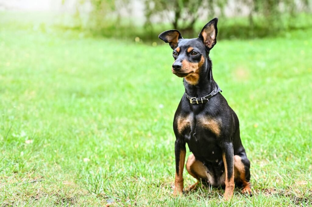 Cachorro Pinscher Miniatura encantador sentado em grama verde exuberante, olhando atento