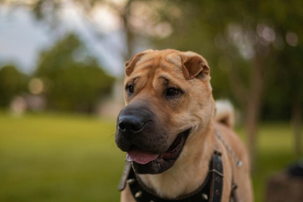 Retrato próximo de cachorro Shar Pei ao ar livre em parque com vegetação exuberante