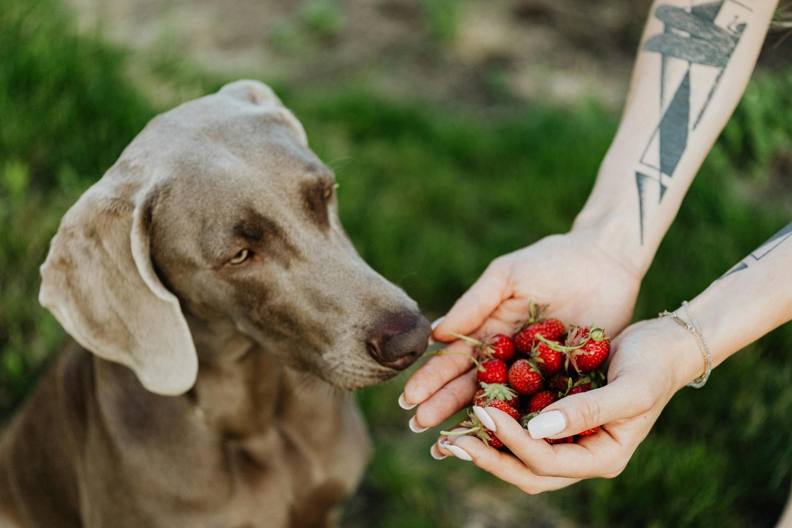 Cachorro Weimaraner curioso cheirando morangos frescos na mão tatuada ao ar livre