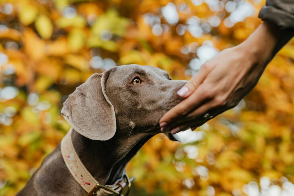 Close-up de cachorro Weimaraner farejando mão humana com folhas de outono ao fundo