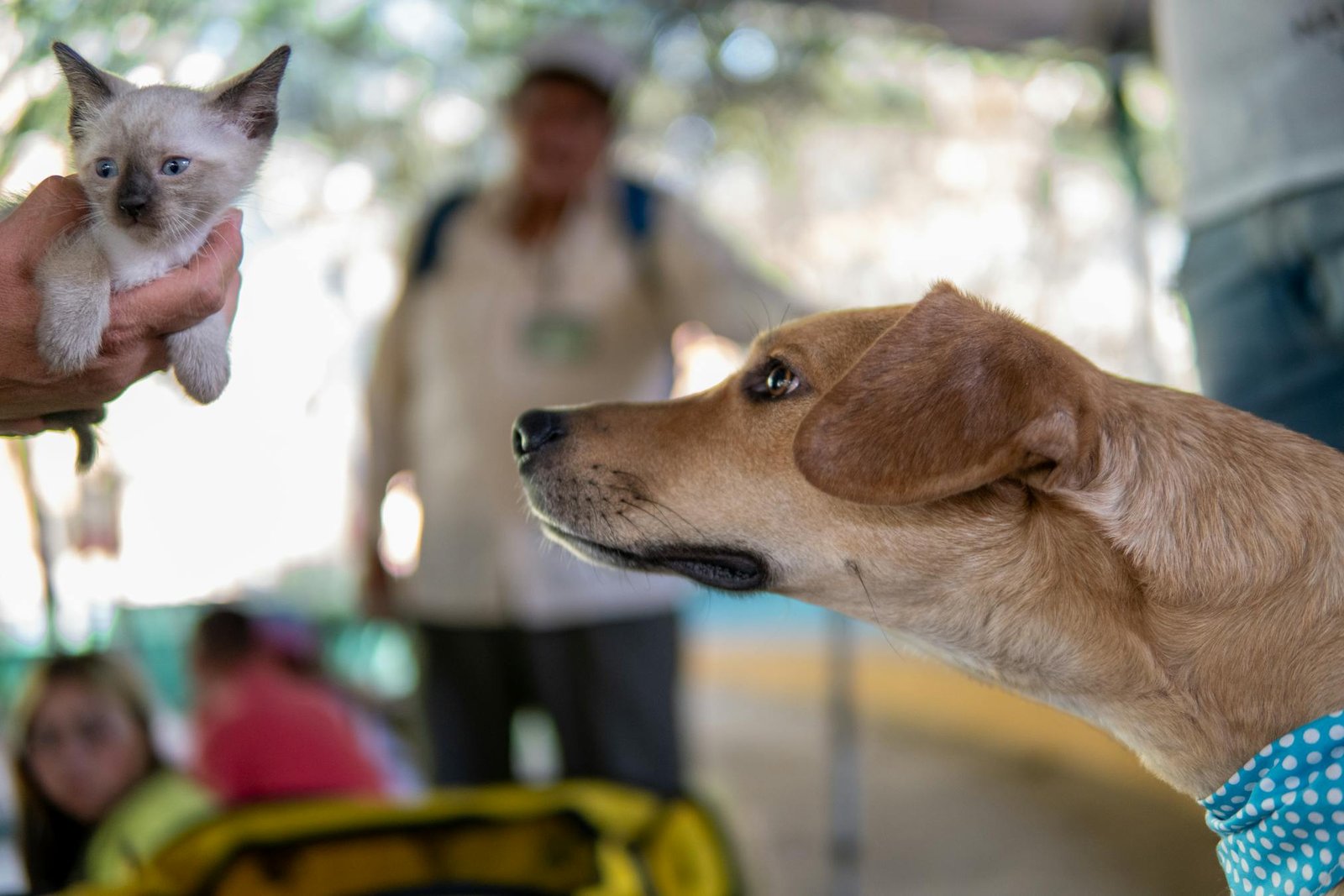 Cachorro curioso examinando filhote de gato fofo em fundo colorido ao ar livre na Cidade do México