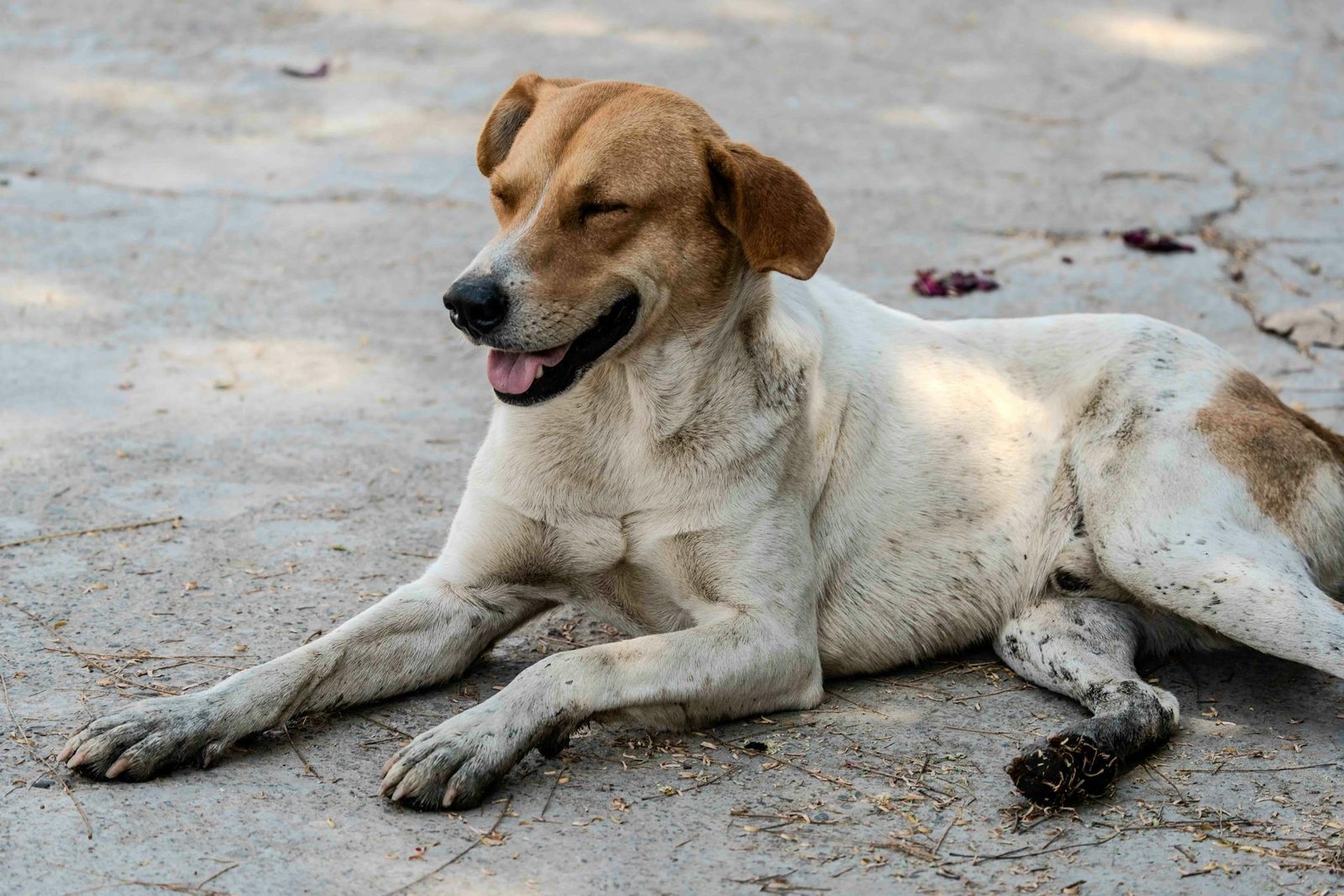 Cachorro marrom e branco feliz deitado em calçada ensolarada ao ar livre