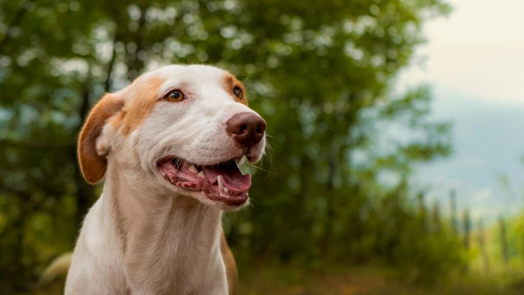 Cachorro feliz na natureza em dia ensolarado