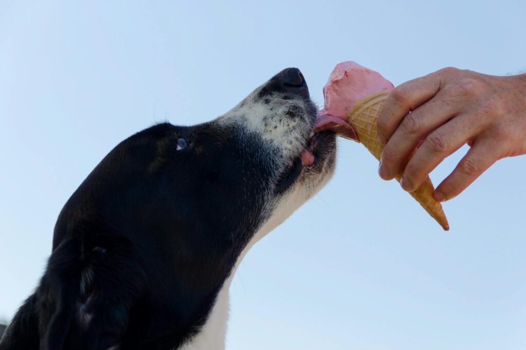 Cachorro adorável lambendo sorvete na casquinha, momento perfeito de verão ao ar livre