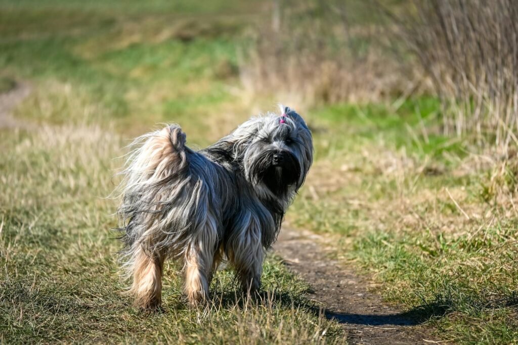 Cachorro peludo de pelo longo em trilha gramada em Sittard, Limburg, aproveitando um dia ensolarado