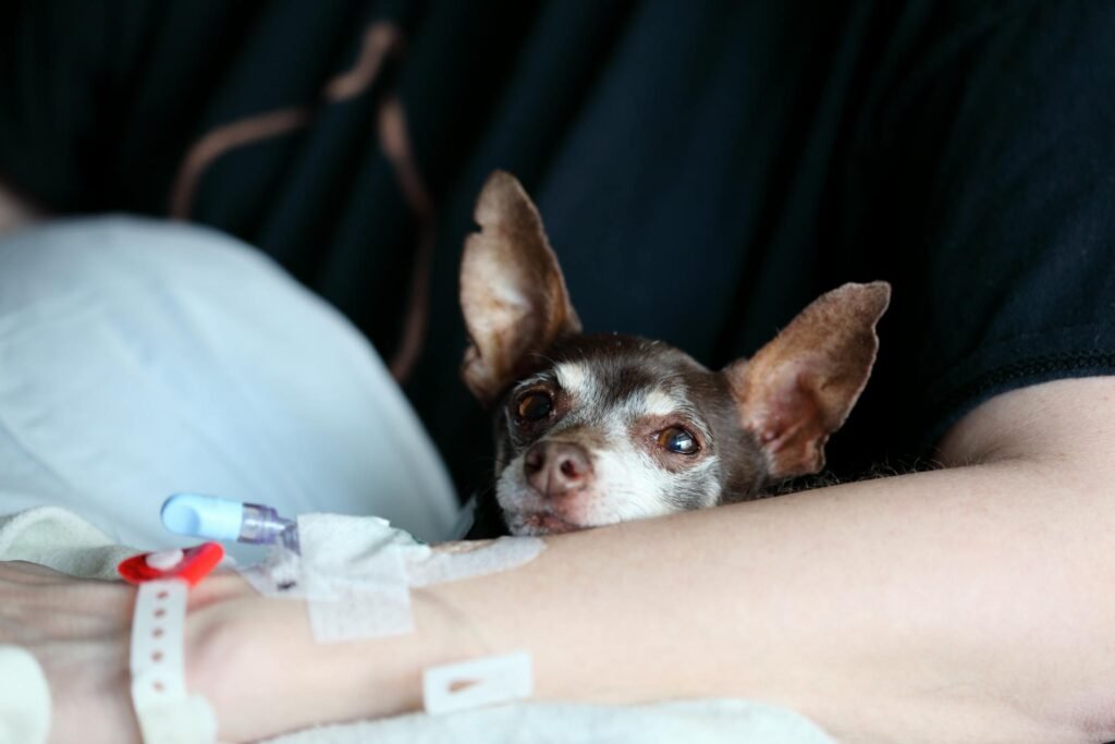 Chihuahua aconchegante com pessoa recebendo cuidado médico, expressando calor e companhia