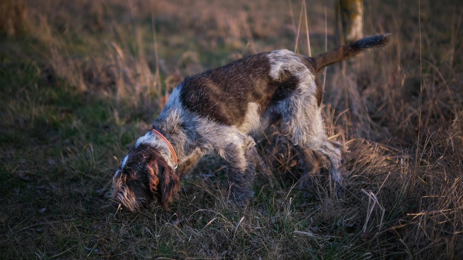 Cão de caça wirehaired com coleira farejando o chão ao ar livre