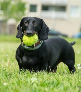 Dachshund energético correndo na grama com bola de tênis em Almere