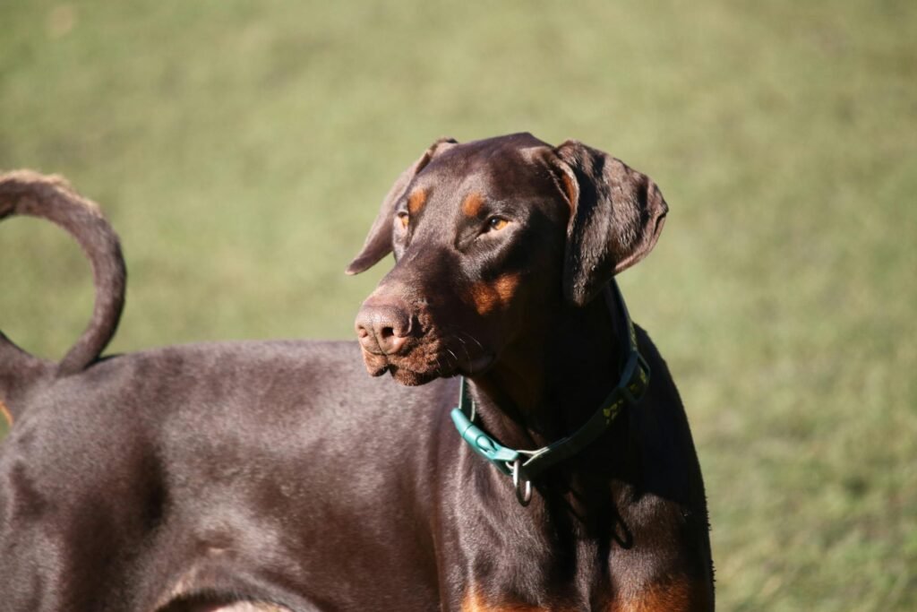 Doberman Pinscher elegante em pé ao ar livre em um dia ensolarado