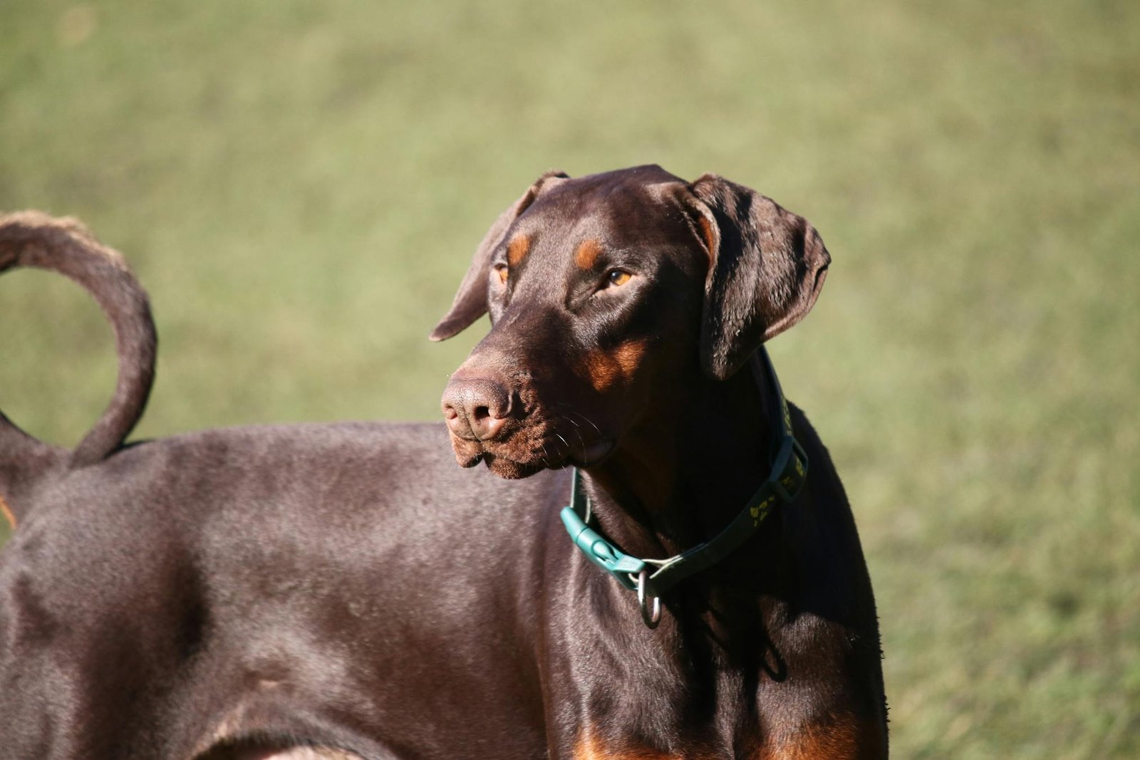 Doberman Pinscher elegante em pé ao ar livre em um dia ensolarado