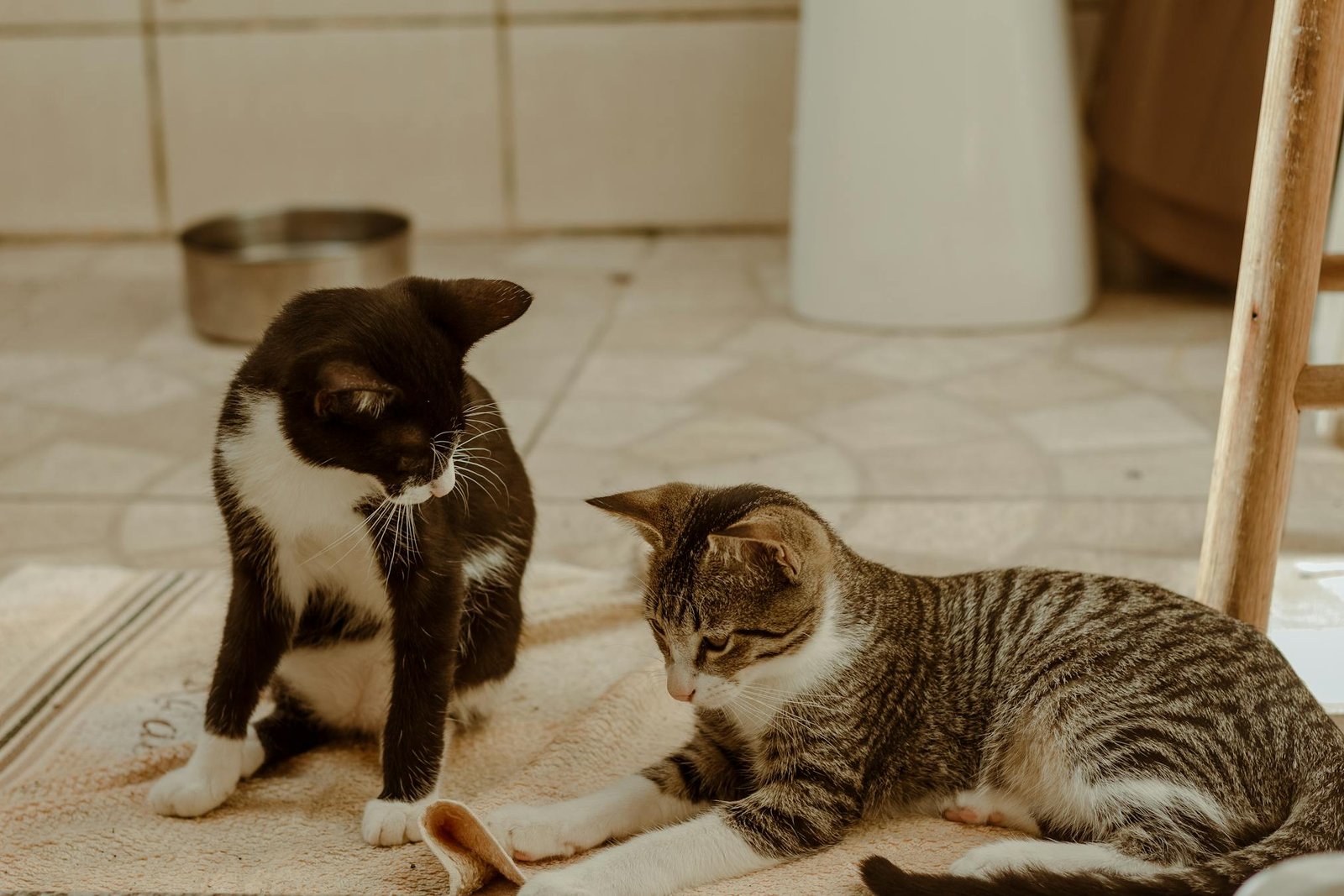 Dois gatos brincando em tapete interno aconchegante, momento fofo de pets