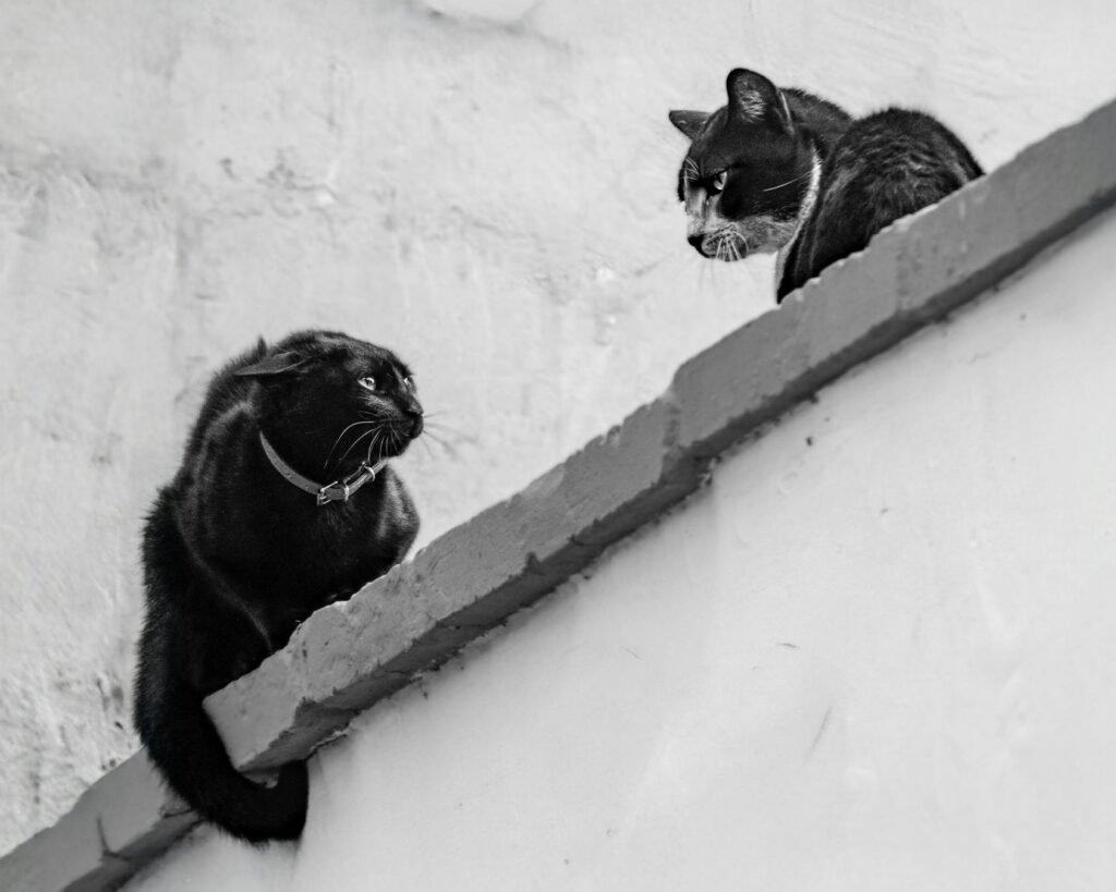 Foto em preto e branco de dois gatos sentados no parapeito de um telhado em ambiente urbano no Peru