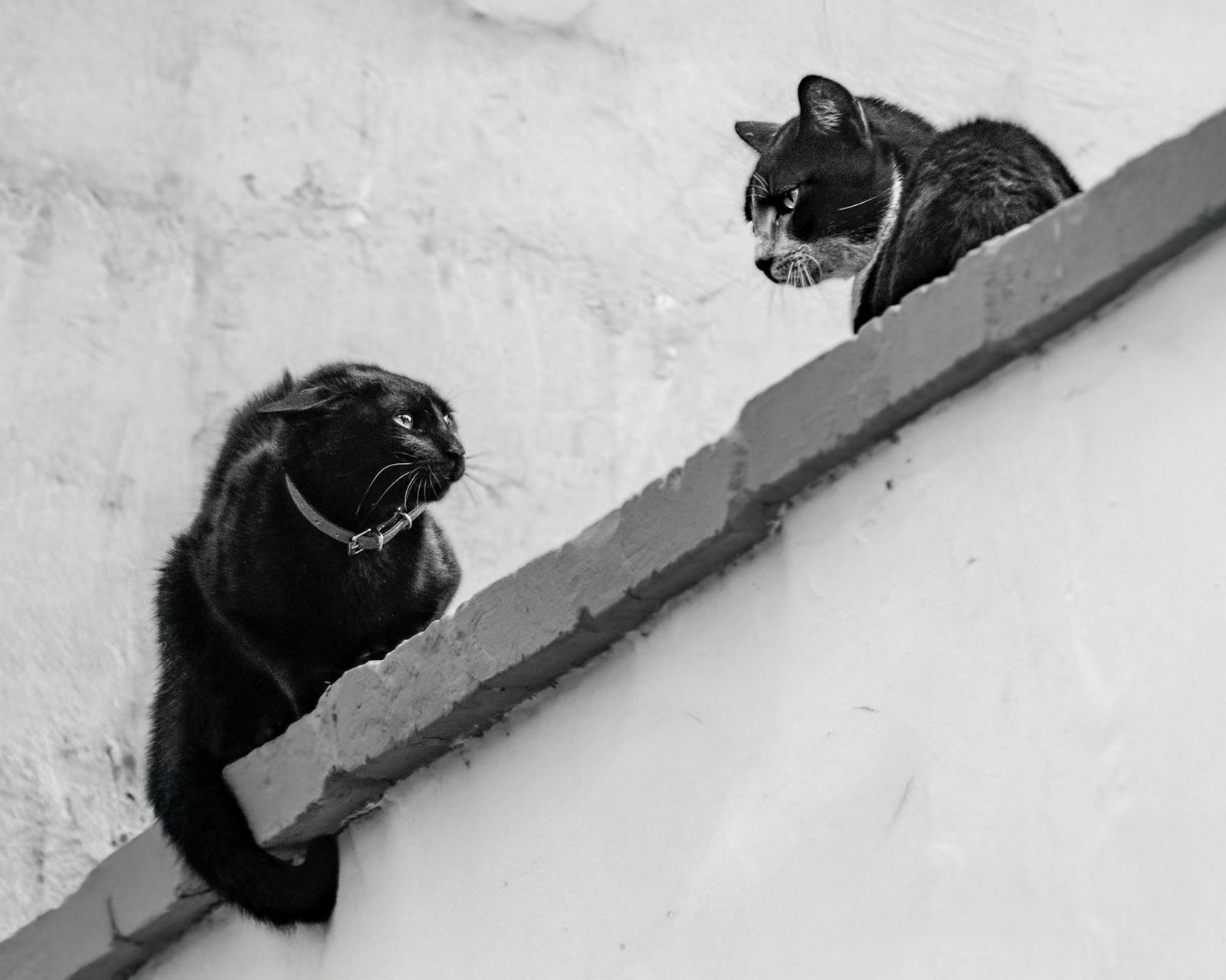Foto em preto e branco de dois gatos sentados no parapeito de um telhado em ambiente urbano no Peru