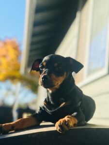 Filhote de cachorro Dachshund adorável aproveitando o sol ao ar livre