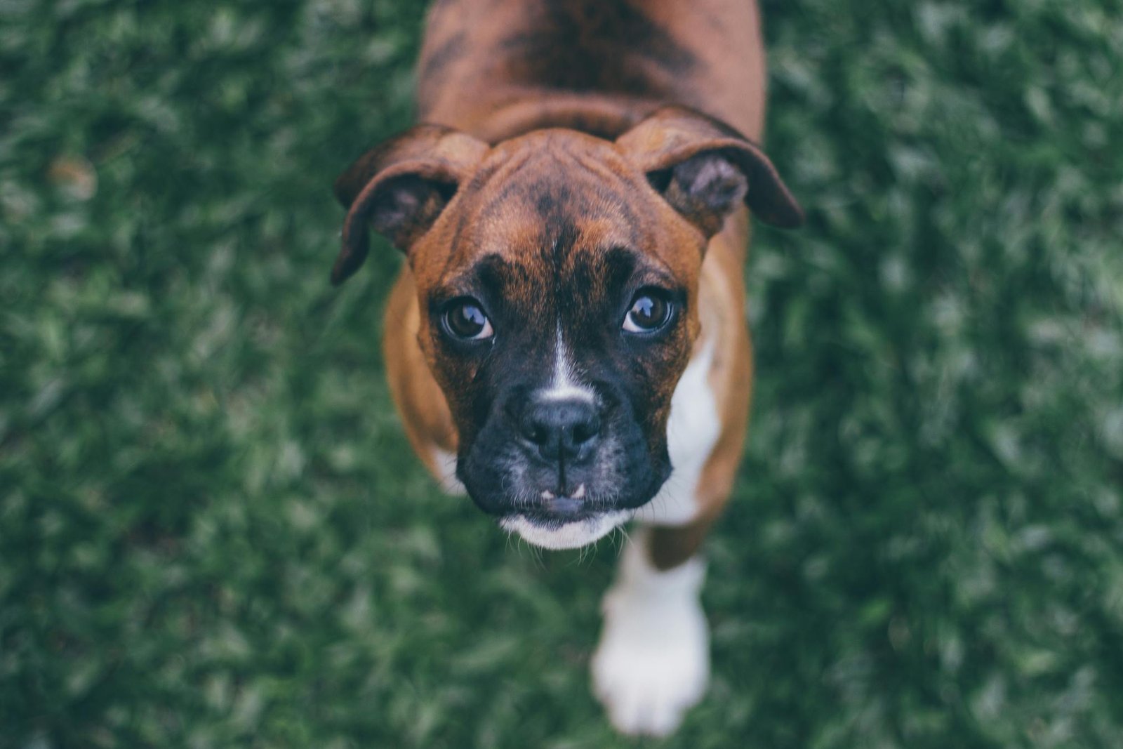 Retrato aproximado de filhote de Boxer fofo olhando para cima sobre grama verde e exuberante