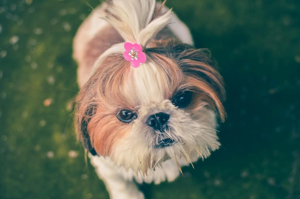 Filhote de Shih Tzu fofo com laço rosa no pelo olhando para cima em fundo de grama, charme adorável