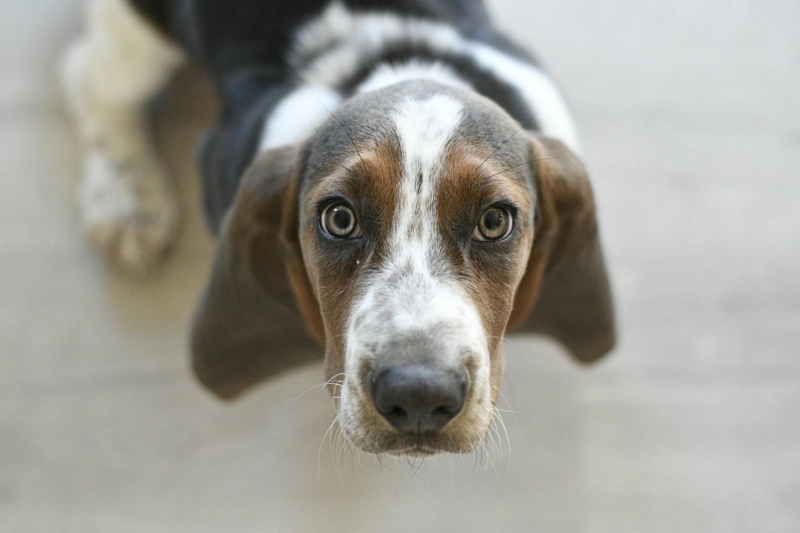 Filhote de basset hound fofo olhando para cima com expressão adorável em close