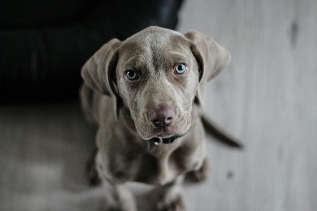 Filhote adorável de Weimaraner com olhos azuis impressionantes olhando atentamente, retrato perfeito de cachorro para pets