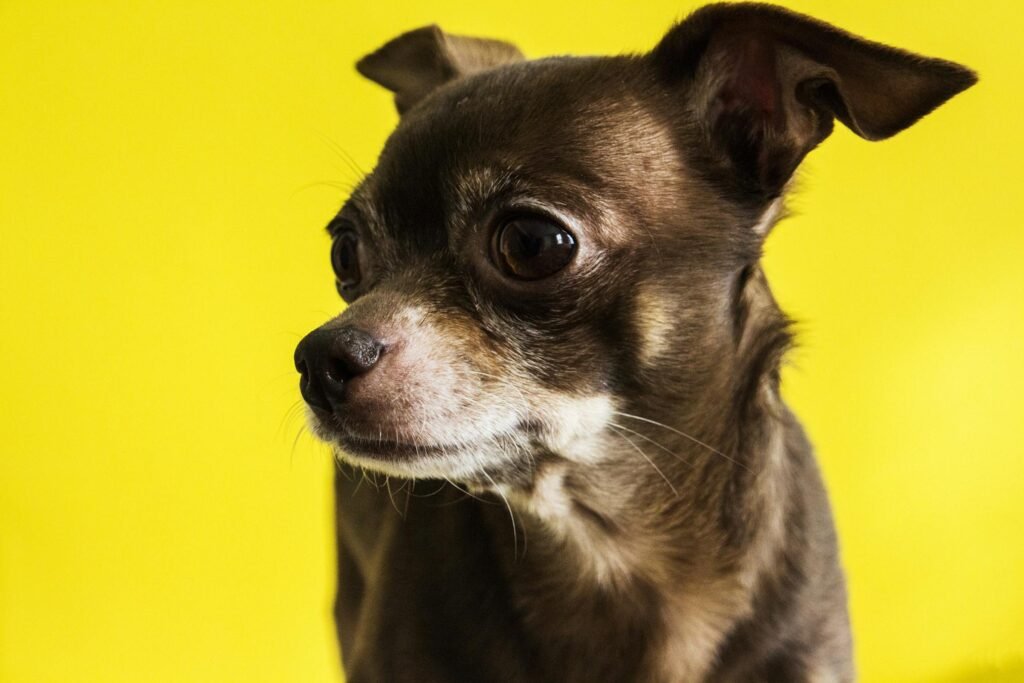 Filhote de chihuahua adorável com olhos expressivos em fundo amarelo vibrante, momento alegre e brincalhão