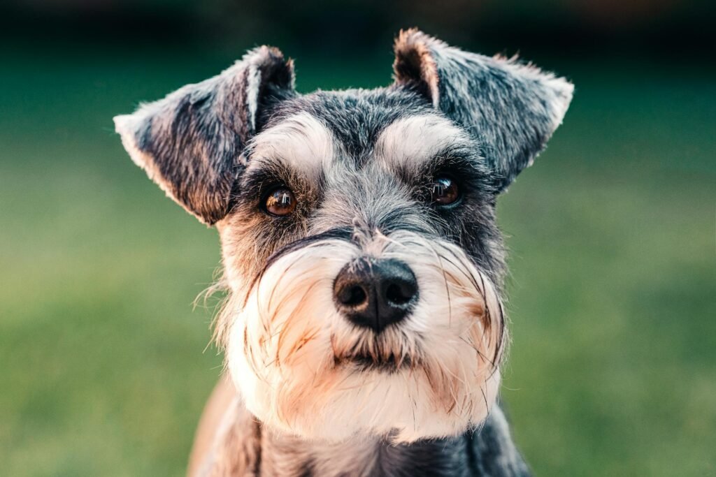 Retrato em close de filhote de schnauzer fofo em ambiente externo com grama