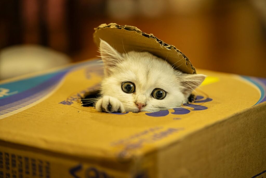 Gatinho branco adorável espiando caixa de papelão com olhos brincalhões