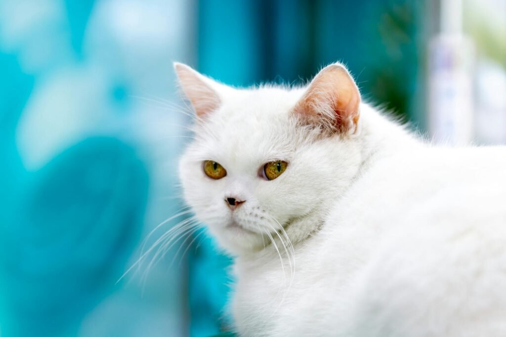 Gato Angorá turco branco elegante com fundo azul vibrante