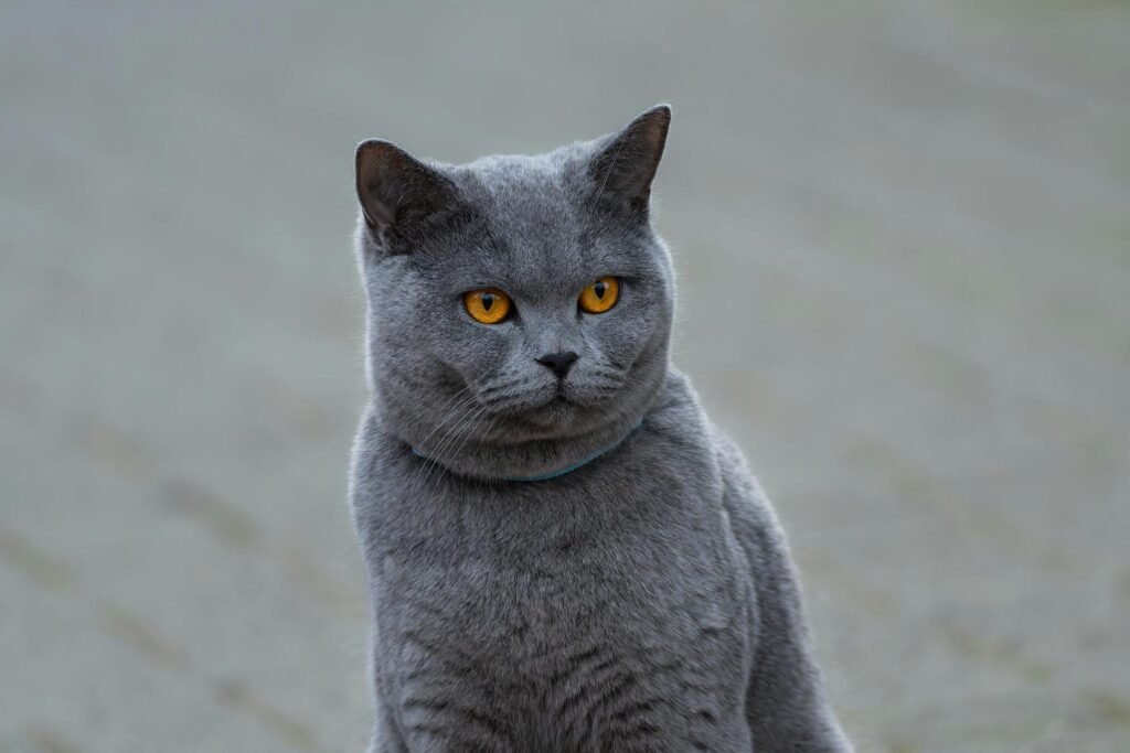 Gato British Shorthair cinza com olhos âmbar vibrantes em close-up, olhando diretamente para a câmera