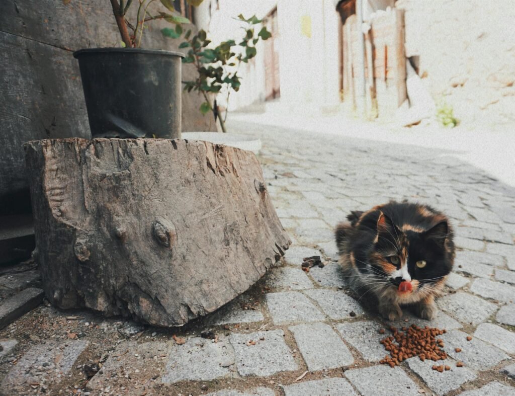 Gato calico encantador aproveitando petiscos em rua de paralelepípedo ensolarada, fotografia urbana de pets