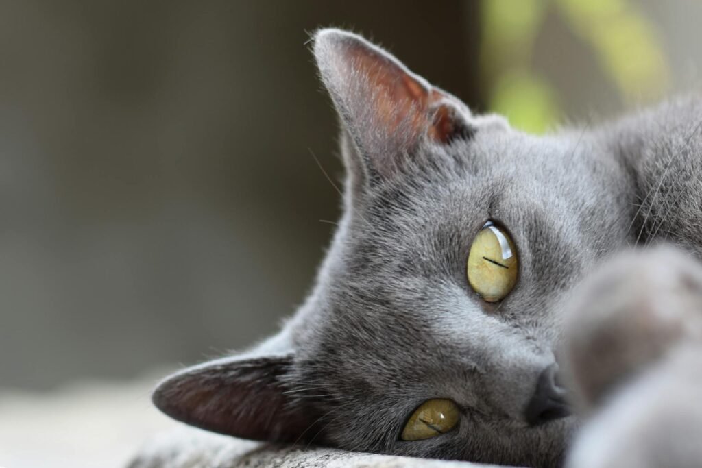 Gato Chartreux cinza sereno de perto com olhos amarelos vibrantes