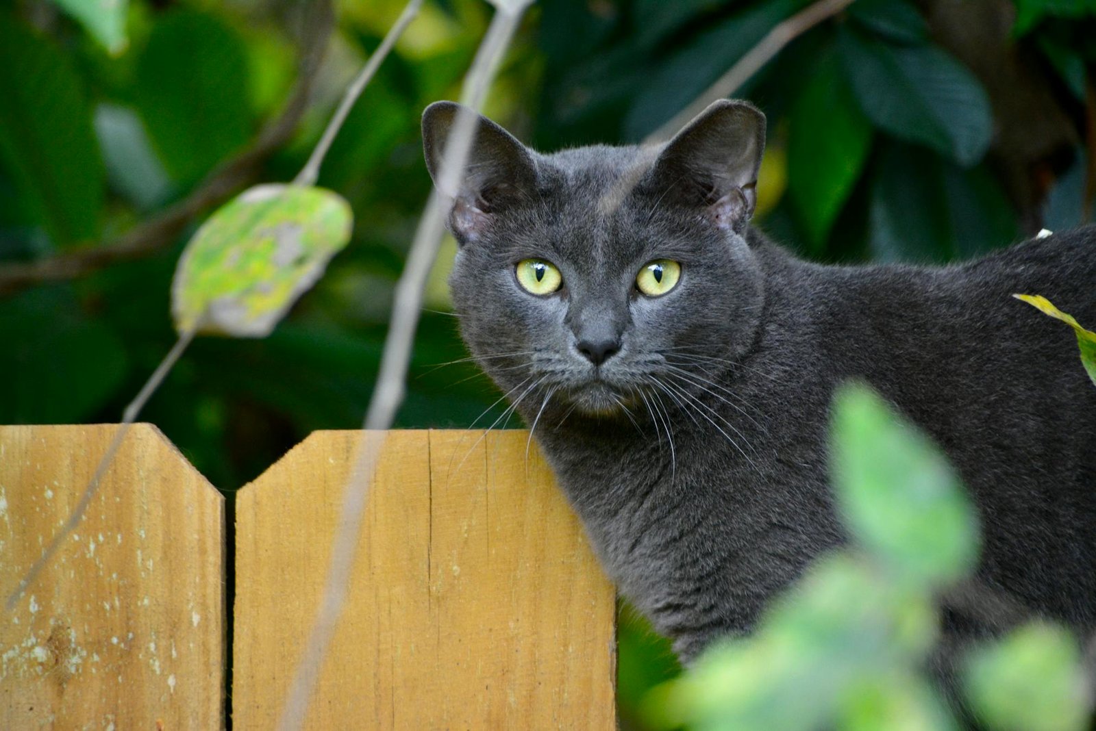 Gato Russian Blue com olhos verdes marcantes espiando por cima de cerca de madeira