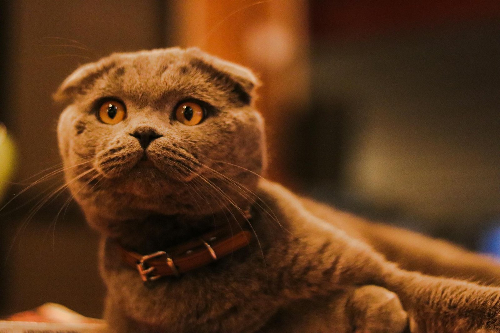 Gato Scottish Fold adorável com expressão fofa e coleira, foto interna