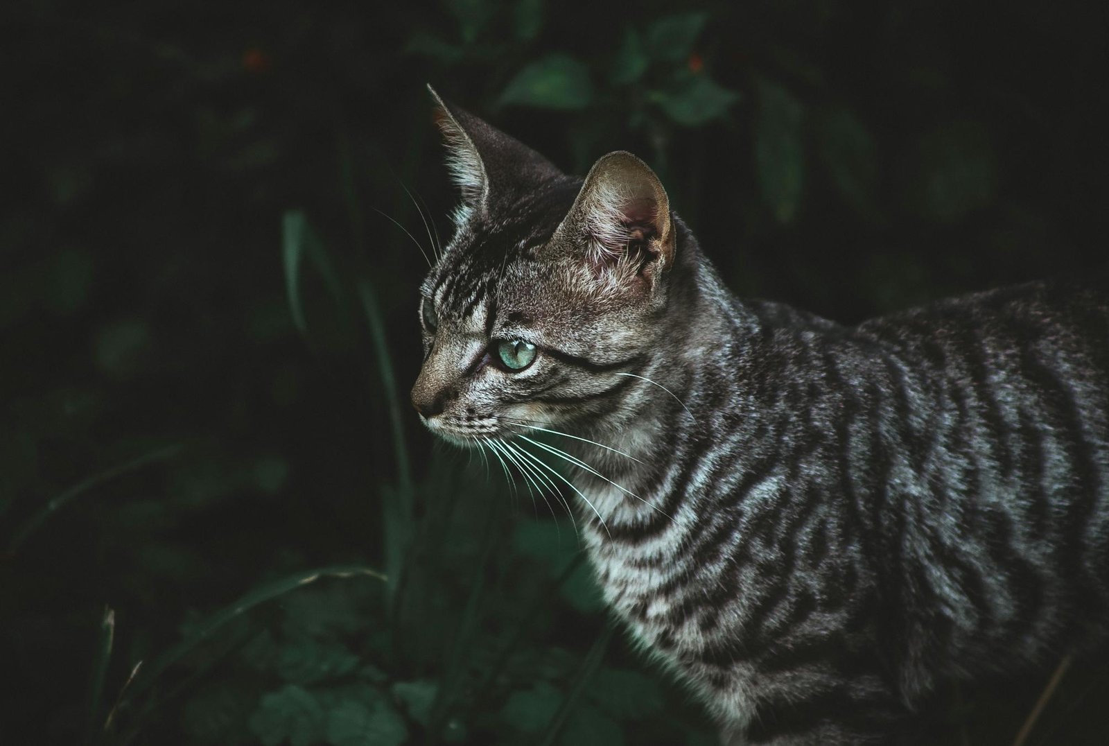 Retrato íntimo de gato Toyger em campo de grama destacando suas listras únicas