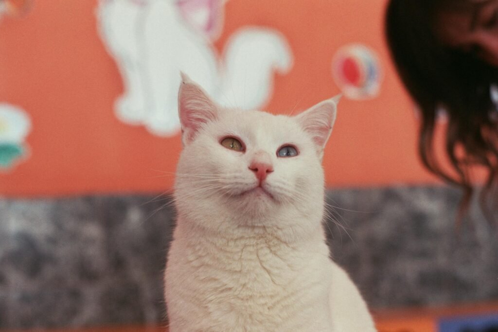 Gato Turkish Van com heterocromia em ambiente interno na cidade de Van, Turquia