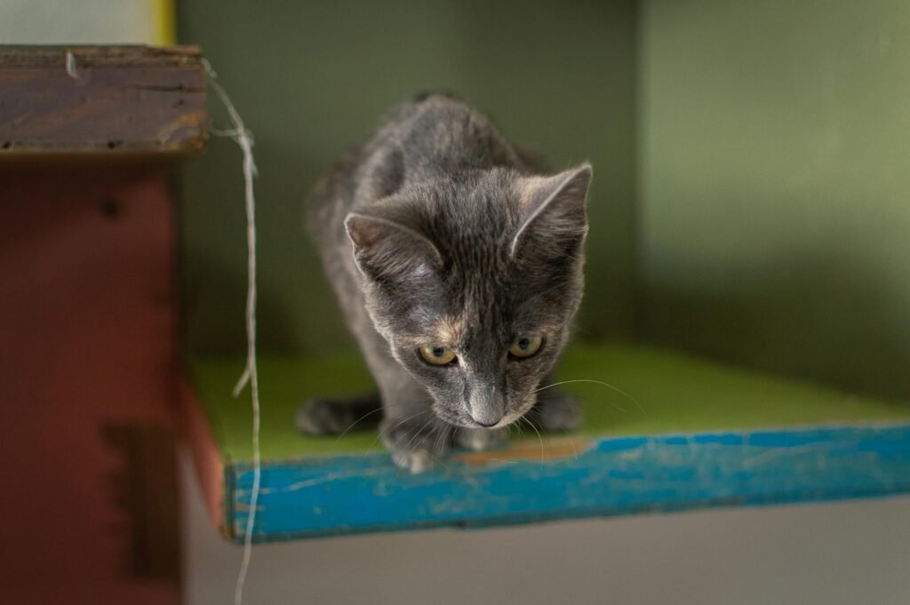 Gato cinza brincando sentado em prateleira verde vibrante dentro de casa na Cidade do México, México