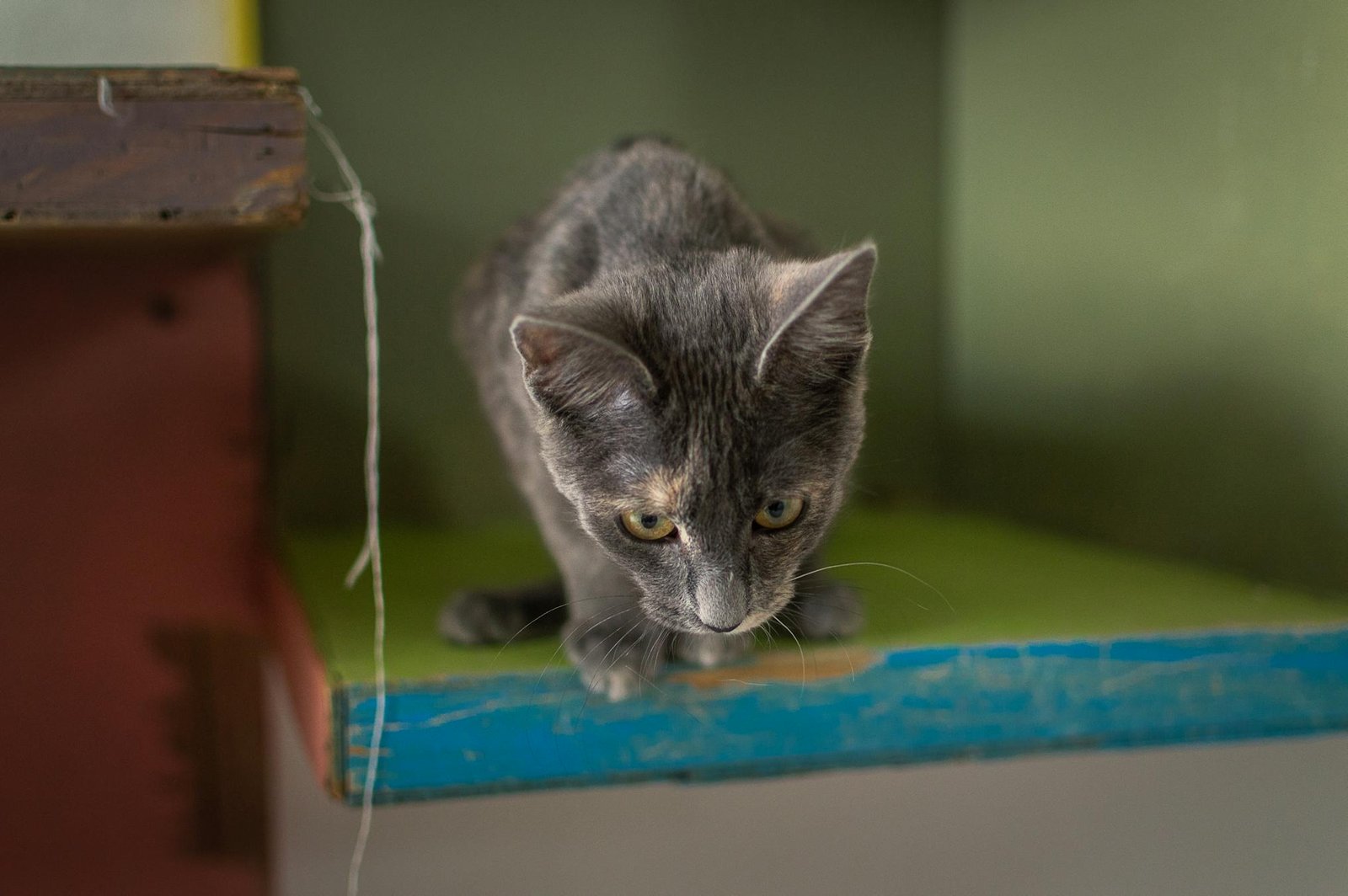 Gato cinza brincando sentado em prateleira verde vibrante dentro de casa na Cidade do México, México