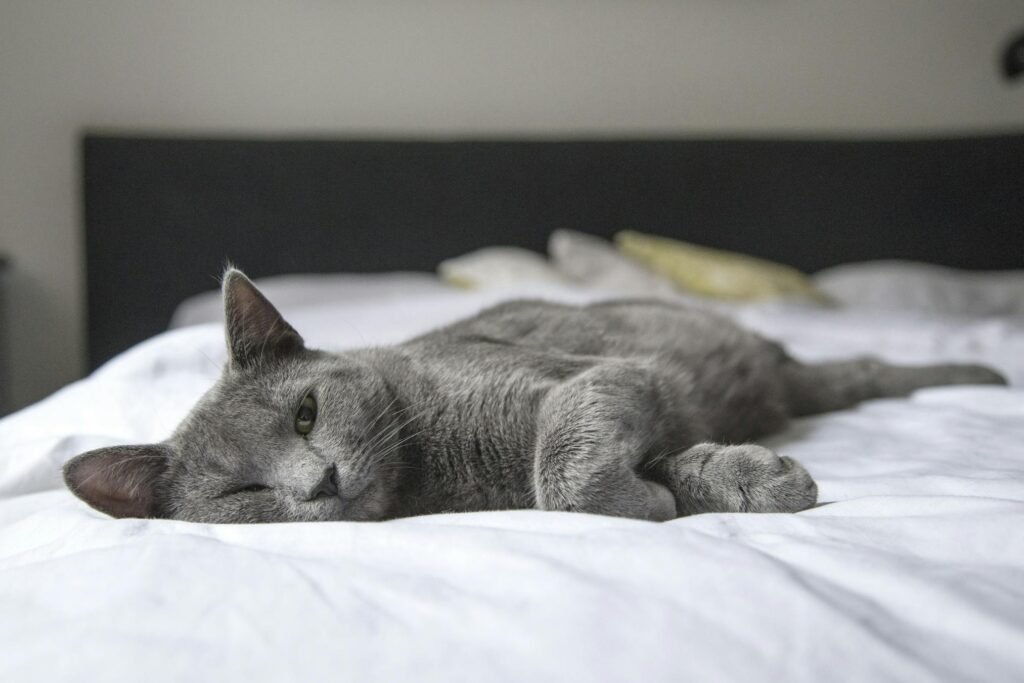 Gato cinza descansando pacificamente em cama aconchegante, ambiente interno relaxante
