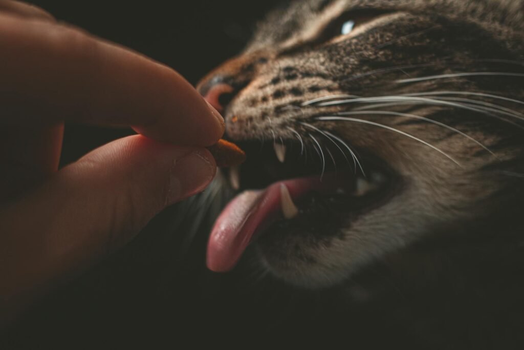 Close-up de gato comendo alimento na mão humana, destacando bigodes e pelos