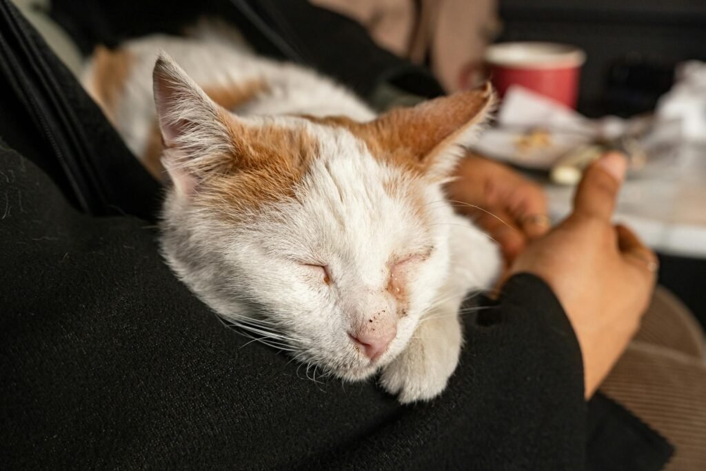 Gato dormindo aconchegante abraçado nos braços de uma pessoa em um café em Istambul, Turquia