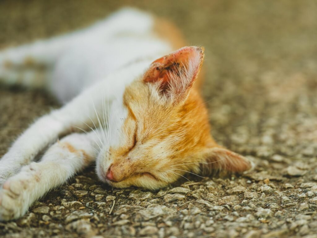Gato fofo no jardim em ambiente natural