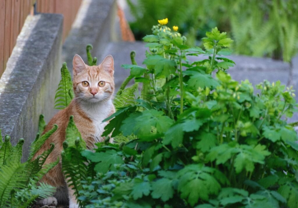 Gato laranja curioso espiando através da folhagem verde do jardim, exibindo sua brincadeira natural ao ar livre