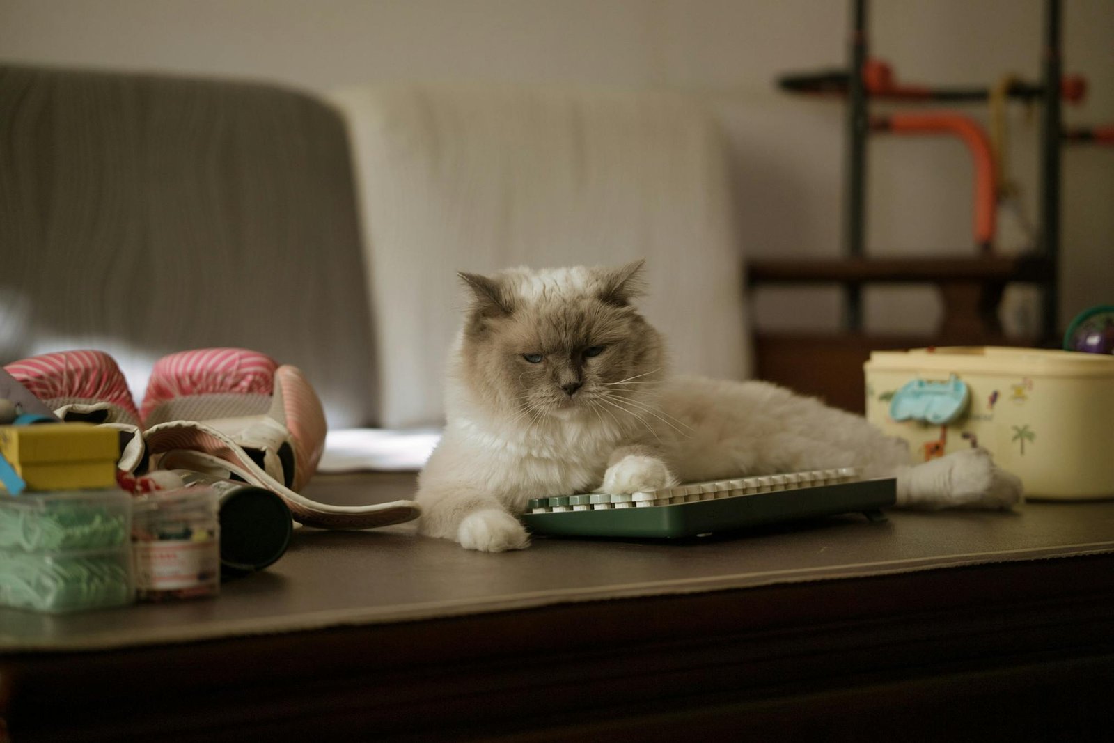 Gato fofo e peludo descansando sobre mesa com teclado vintage, ambiente interno
