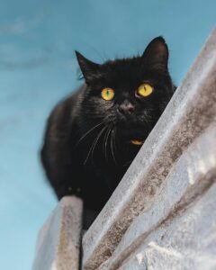 Gato preto curioso empoleirado na cerca de pedra com céu azul ao fundo e olhos verdes marcantes