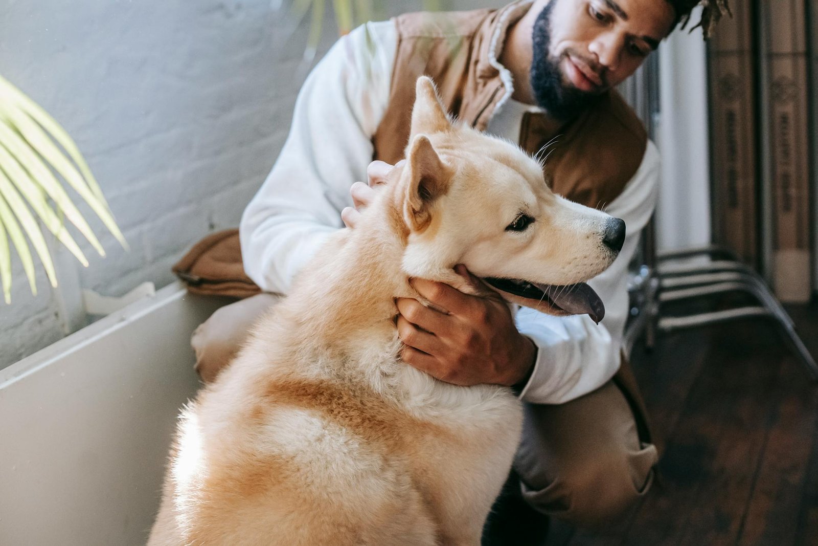 Momento alegre de homem interagindo com seu fiel cachorro Akita dentro de casa, capturando amizade e felicidade