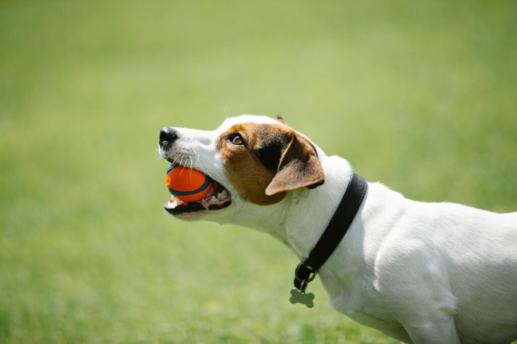 Vista lateral de Jack Russel terrier fofo com coleira preta segurando brinquedo em forma de osso em dente em grama verde no parque